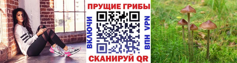 Псилоцибиновые грибы GOLDEN TEACHER  купить  сайты  Рудня 